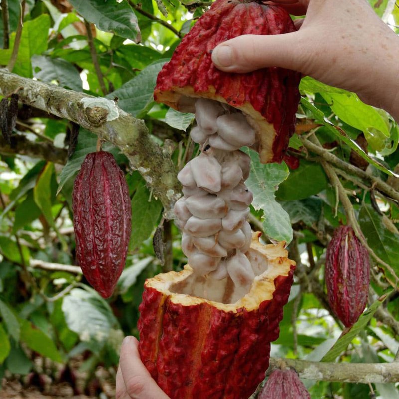 ثمرة شجرة الكاكاو الناضجة
