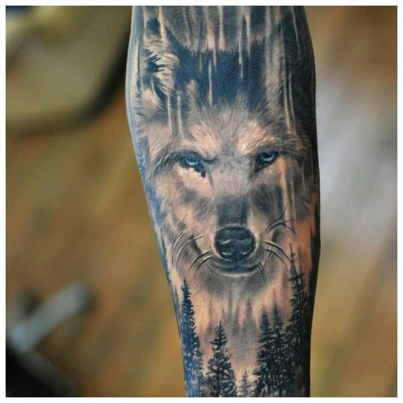 Aspectul pupa al unui lup - un tatuaj pe brațul unui bărbat