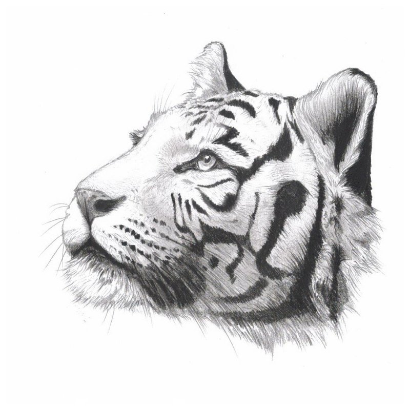 Szkic tatuaż motyw zwierząt