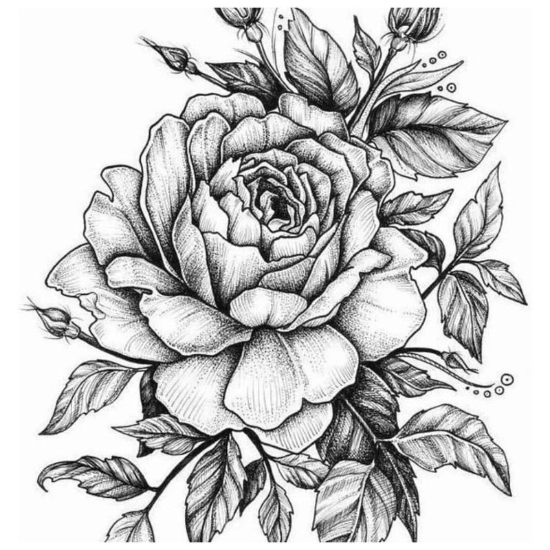 Rose - croquis pour tatouage