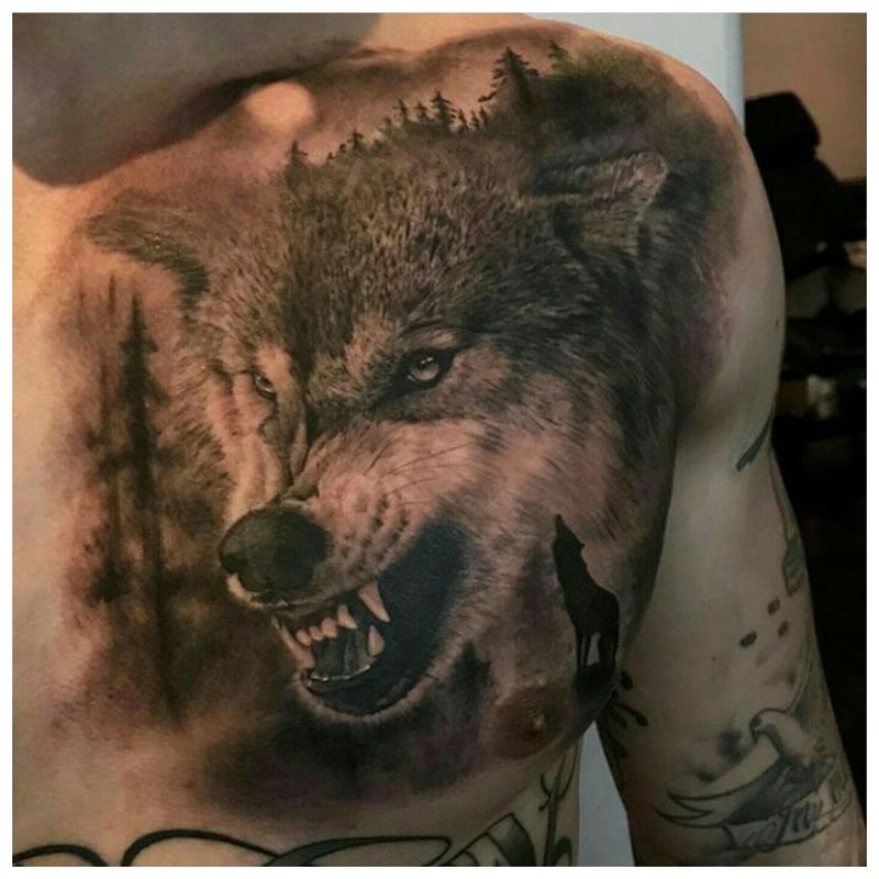 Lupul rânjește - un tatuaj pe pieptul masculin